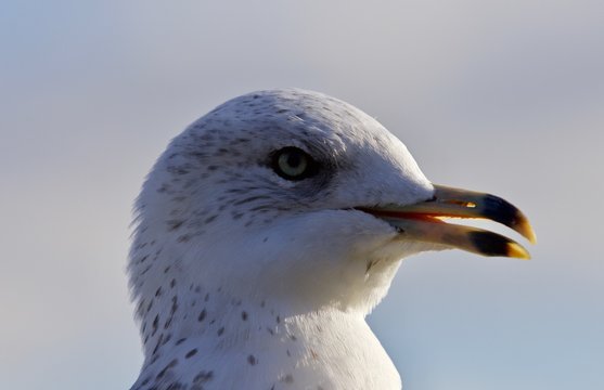 Amazing portrait of a cute beautiful gull with the bick opened