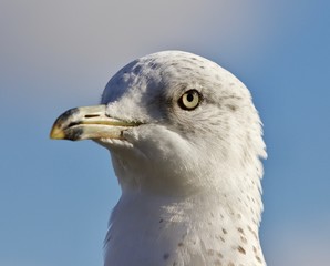 Amazing portrait of a cute beautiful gull