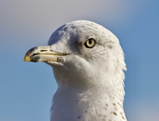 Amazing portrait of a cute calm gull