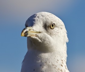 Beautiful portrait of a cute funny gull