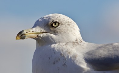 Beautiful isolated picture of a gull and a sky