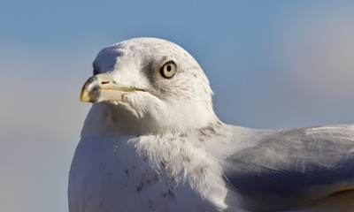 Beautiful isolated photo of a gull and a sky