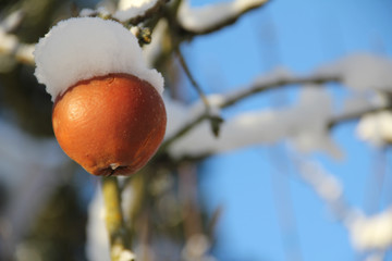Snowy apple