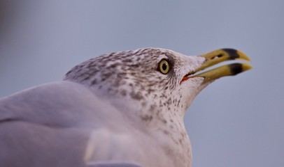Isolated photo of a scary gull