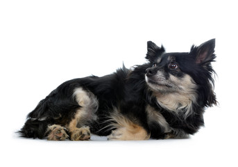 Small breed dog Chihuahua isolated on white background.
