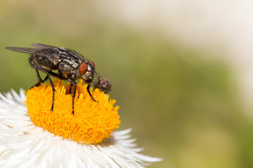 The fly