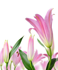 Pink lily flowers on a white background.
