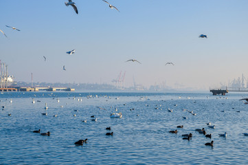 Seagull on the background of the port