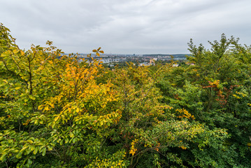 Forest in Wrzeszcz district of Gdansk city, Poland