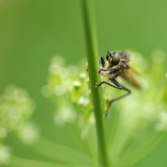 Fly on the grass
