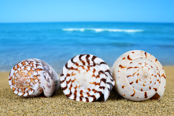 Tropical sea shells on sandy beach.