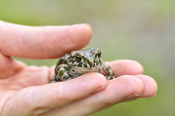 Green toad (Bufo viridis) on boy hand