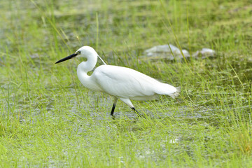 Fototapeta premium The little egret is a species of small heron in the family Ardeidae.
