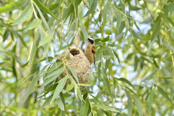 Bird Penduline Tit on a nest