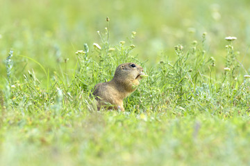 gopher in the nature