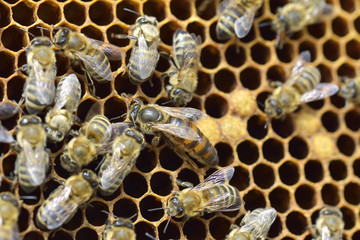 Work bees in hive Bees convert nectar into honey and close it in the honeycomb
