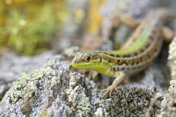Green Lizard (Lacerta viridis)