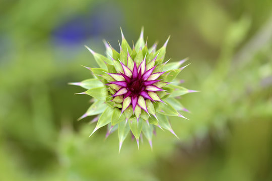 The globe artichoke (Cynara cardunculus var. scolymus) is a variety of a species of thistle cultivated as a food which has a purple flower.