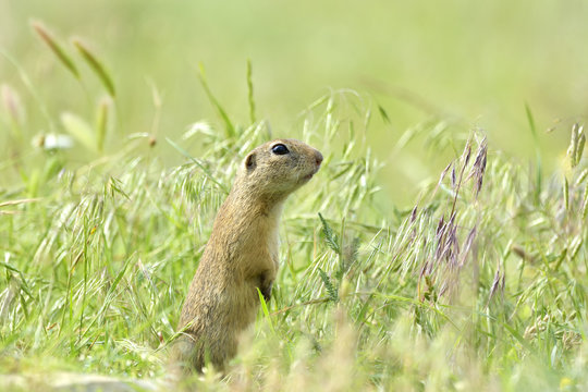 gopher in the nature
