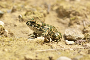 Green toad (Bufo viridis)
