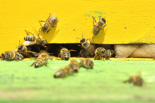 Work bees in hive Bees convert nectar into honey and close it in the honeycomb © brszattila