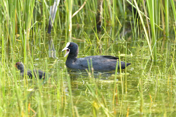 Eurasian Coot, Coot, Fulica atra