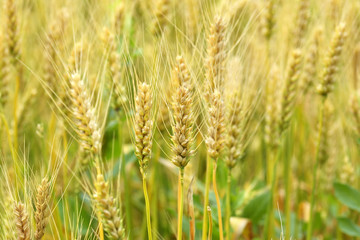 Wheat field