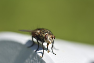 Macro of fly