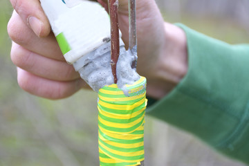 apple tree renovation by the grafting