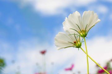 beautiful cosmos flower wiht blue sky in the park.