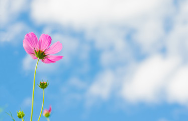 Obraz na płótnie Canvas beautiful pink cosmos flower wiht blue sky in the park.