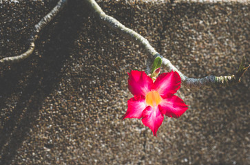 flower dark tone. mock azalea flowers, impala lily, desert rose