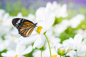 beautiful butterfly on cosmos field in the park.