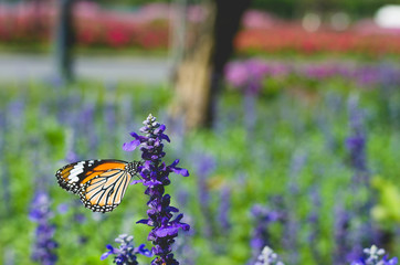 beautiful butterfly on lavender flower field in the park.