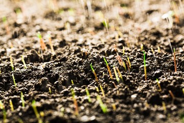 Seed.