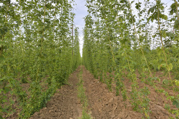 Fototapeta na wymiar Hops field. Arable land. Thousand of plants growing to make beer.