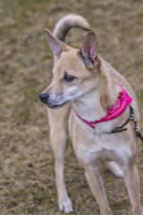 A portrait of a dog in the fresh air 