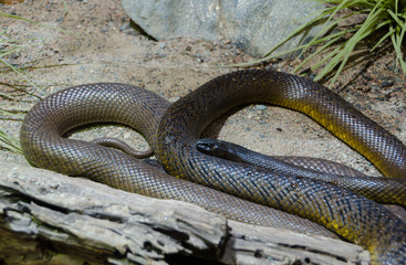one braun and very poisen snake