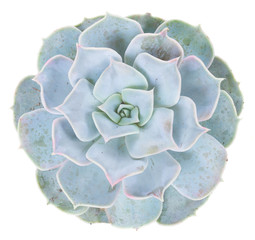 Obraz premium One succulent green plant isolated on white background