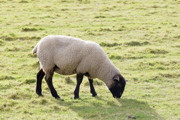 One sheep eating grass in the pasture