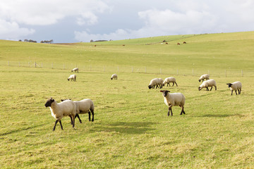 Flock of sheep eating grass in the pasture