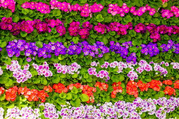 Bunch of flowers. beautiful flowers wall background