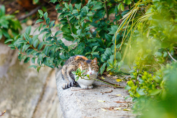 cat sitting in the garden.  Cat outdoors