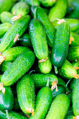 Fresh green cucumber. Cucumber background
