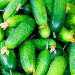 Fresh green cucumber. Cucumber background