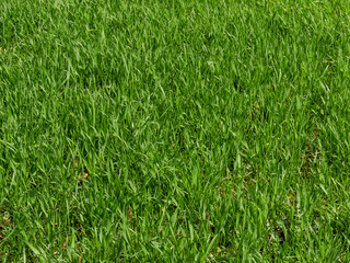 Background of a green grass. Green grass texture