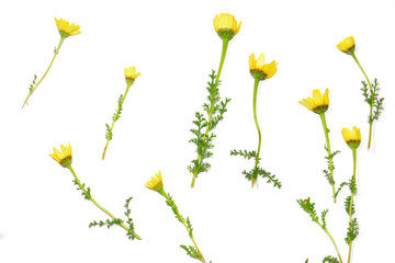 Wild flowers and wild leaves on white background