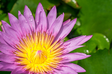 Beautiful waterlily or lotus flower with dew in sunshine