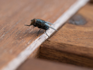Die Fliege