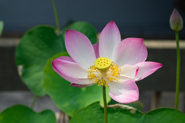 Fototapeta premium Beautiful lotus flower with dew in sunshine